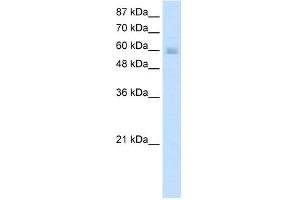 NKX6-3 antibody (20R-1236) used at 0. (NK6 Homeobox 3 抗体  (N-Term))