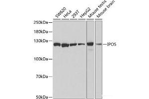 Western blot analysis of extracts of various cell lines using IPO5 Polyclonal Antibody at dilution of 1:1000. (Importin 5 抗体)