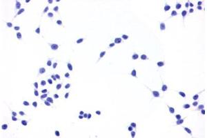 Image no. 2 for anti-Prostaglandin E Receptor 4 (Subtype EP4) (PTGER4) (C-Term) antibody (ABIN1049258) (PTGER4 抗体  (C-Term))