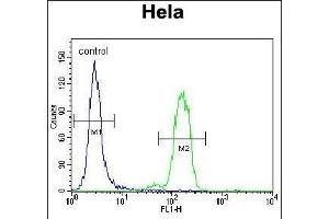 Bad BH3 Domain Antibody (ABIN388118 and ABIN2846287) flow cytometric analysis of Hela cells (right histogram) compared to a negative control (left histogram). (BAD 抗体  (AA 92-127))