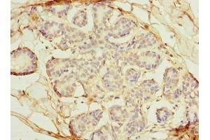 Immunohistochemistry (IHC) image for anti-Oxidative Stress Induced Growth Inhibitor Family Member 2 (OSGIN2) (AA 1-250) antibody (ABIN7162370)