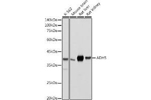 Western blot analysis of extracts of various cell lines, using /GSNOR antibody (ABIN6131172, ABIN6136579, ABIN6136580 and ABIN6217464) at 1:500 dilution. (ADH5 抗体  (AA 1-374))