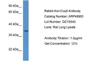 Western Blotting (WB) image for anti-Coenzyme Q5, Methyltransferase (COQ5) (N-Term) antibody (ABIN2783584) (COQ5 抗体  (N-Term))