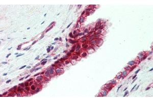 Immunohistochemistry (IHC) image for anti-Utrophin (UTRN) (AA 1-252) antibody (ABIN7443953)