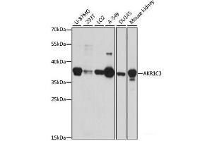 Western blot analysis of extracts of various cell lines using AKR1C3 Polyclonal Antibody at dilution of 1:1000.