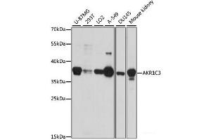 Western blot analysis of extracts of various cell lines using AKR1C3 Polyclonal Antibody at dilution of 1:1000. (AKR1C3 抗体)