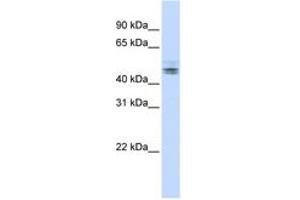 Image no. 1 for anti-RD RNA Binding Protein (RDBP) (N-Term) antibody (ABIN6742976) (RDBP 抗体  (N-Term))