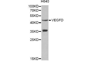 Western blot analysis of extracts of H640 cells, using VEGFD antibody (ABIN1872695) at 1:1000 dilution. (VEGFD 抗体)