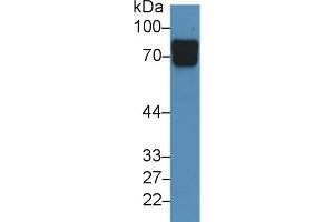 Western Blotting (WB) image for anti-Vasorin (Vasn) (AA 298-539) antibody (ABIN7436375)