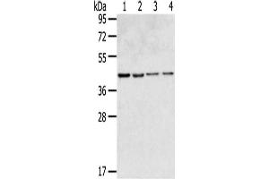 Gel: 8 % SDS-PAGE,Lysate: 40 μg,Lane 1-4: HepG2 cells, 231 cells, Hela cells, Lovo cells,Primary antibody: ABIN7190846(GPR15 Antibody) at dilution 1/350 dilution,Secondary antibody: Goat anti rabbit IgG at 1/8000 dilution,Exposure time: 20 seconds (GPR15 抗体)
