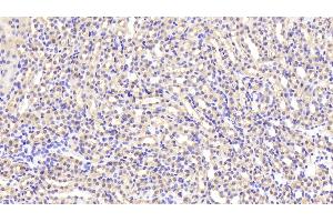 Detection of LDHB in Mouse Kidney Tissue using Polyclonal Antibody to Lactate Dehydrogenase B (LDHB) (LDHB 抗体  (AA 1-334))