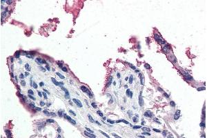 ABIN190837 (5µg/ml) staining of paraffin embedded Human Placenta. (GPX3 抗体  (Internal Region))