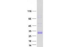 Western Blotting (WB) image for Family with Sequence Similarity 3, Member B (FAM3B) (Transcript Variant 1) protein (Myc-DYKDDDDK Tag) (ABIN2720781)