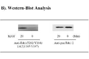 Image no. 4 for Mitogen-Activated Protein Kinase 1/3 (MAPK1/3) ELISA Kit (ABIN1981754) (ERK1/2 ELISA 试剂盒)