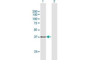 Western Blot analysis of TEX264 expression in transfected 293T cell line by TEX264 MaxPab polyclonal antibody. (TEX264 抗体  (AA 1-313))