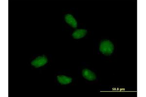 Immunofluorescence of purified MaxPab antibody to FLJ10292 on HeLa cell. (Mago Nashi Homolog 2 抗体  (AA 1-148))