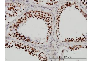Immunoperoxidase of monoclonal antibody to DHX9 on formalin-fixed paraffin-embedded human testis. (DHX9 抗体  (AA 1-90))