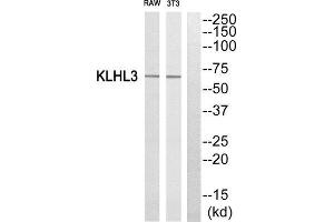 Western Blotting (WB) image for anti-Kelch-Like 3 (KLHL3) (N-Term) antibody (ABIN1850052) (KLHL3 抗体  (N-Term))