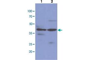 Western blot analysis of cell lysates (each 40 ug) byNAGK monoclonal antibody, clone AT4D12  (1:1000). (NAGK 抗体  (AA 1-344))