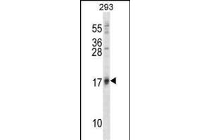 ISG15 Antibody (A46) (ABIN387983 and ABIN2844984) western blot analysis in 293 cell line lysates (35 μg/lane). (ISG15 抗体  (N-Term))