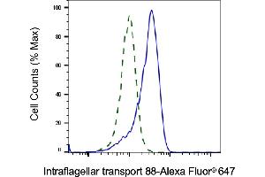 Validation of Intraflagellar transport 88 knockdown using flow cytometry. (Recombinant IFT88 抗体)