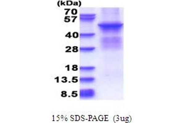 PRKACB Protein (AA 1-398) (His tag)