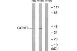 Western blot analysis of extracts from NIH-3T3/K562 cells, using GCNT6 Antibody. (GCNT6 抗体  (AA 201-250))