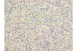 Immunohistochemistry of paraffin-embedded human spleen tissue using ABIN7158170 at dilution of 1:100 (LRRC3B 抗体  (AA 34-204))