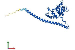 Protein Structure (PS) image for Ribosomal Protein L7 (RPL7) (AA 1-248) protein (His tag) (ABIN7551464)