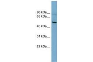 Image no. 1 for anti-Solute Carrier Family 1 (Neuronal/epithelial High Affinity Glutamate Transporter, System Xag), Member 1 (SLC1A1) (AA 143-192) antibody (ABIN6743213)