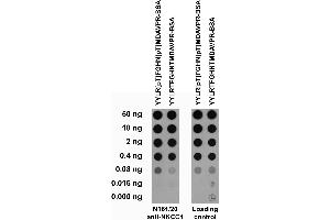 Serial dilutions of BSA-conjugated modified and unmodified peptides dotted onto membrane and probed with N161/20 TC supe (left) and a mouse loading control (right).