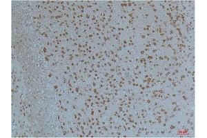 Immunohistochemistry (IHC) analysis of paraffin-embedded Mouse Brain Tissue using Kv11. (KCNH2 抗体)