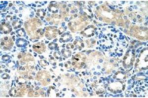 Immunohistochemical staining (Formalin-fixed paraffin-embedded sections) of human kidney with IER2 polyclonal antibody  at 4-8 ug/mL working concentration. (IER2 抗体  (N-Term))