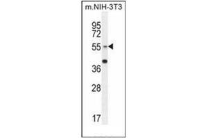 Western blot analysis of GCNT3 Antibody (C-term) in mouse NIH-3T3 cell line lysates (35ug/lane). (GCNT3 抗体  (C-Term))