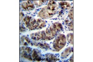 ZDHHC20 Antibody (N-term) (ABIN657278 and ABIN2846367) immunohistochemistry analysis in formalin fixed and paraffin embedded human stomach tissue followed by peroxidase conjugation of the secondary antibody and DAB staining. (ZDHHC20 抗体  (N-Term))