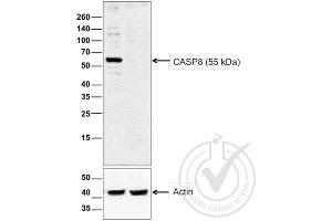 Western Blotting (WB) image for anti-Caspase 8 (CASP8) (AA 411-482) antibody (ABIN724205)