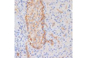 Immunohistochemistry of paraffin-embedded rat pancreas using DLL1 antibody (ABIN7266726) at dilution of 1:100 (40x lens). (DLL1 抗体  (AA 573-723))