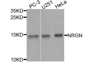 Western blot analysis of extracts of various cells, using NRGN antibody. (Neurogranin 抗体)
