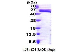 ERK1 Protein (AA 1-379) (His tag)