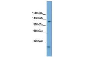 Image no. 1 for anti-Replication Factor C (Activator 1) 1, 145kDa (RFC1) (AA 935-984) antibody (ABIN6745691) (RFC1 抗体  (AA 935-984))