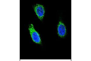 Confocal immunofluorescent analysis of RNH1 Antibody (C-term) (ABIN656371 and ABIN2845666) with 293 cell followed by Alexa Fluor 488-conjugated goat anti-rabbit lgG (green). (RNH1 抗体  (C-Term))