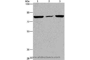 Western blot analysis of A549 cell, mouse heart tissue and Hela cell, using LEPREL2 Polyclonal Antibody at dilution of 1:300 (LEPREL2 抗体)