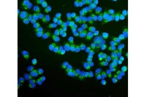 IF analysis of RAB1B using anti-RAB1B antibody (ABIN7602809). (RAB1B 抗体  (C-Term))