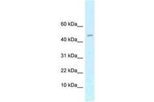 Image no. 1 for anti-cAMP-Regulated phosphoprotein, 21kDa (ARPP21) (AA 21-70) antibody (ABIN6747572) (ARPP21 抗体  (AA 21-70))