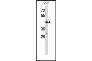 Western blot analysis of POU4F2 Antibody (POU4F2 抗体  (C-Term))