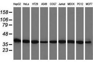 Western blot analysis of extracts (35 µg) from 9 different cell lines by using anti-BSG monoclonal antibody. (CD147 抗体)