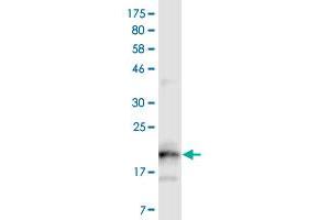 Western Blot detection against Immunogen (20.