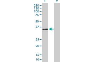 Western Blot analysis of DNASE1 expression in transfected 293T cell line by DNASE1 MaxPab polyclonal antibody. (DNASE1 抗体  (AA 1-282))