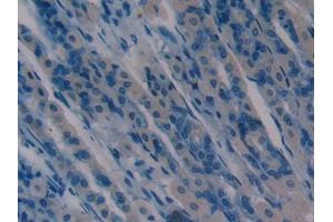 DAB staining on IHC-P; Samples: Mouse Stomach Tissue (aHSP 抗体  (AA 2-102))