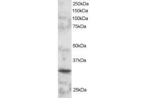 ABIN184851 staining (2µg/ml) of mouse spleen lysate (RIPA buffer, 30µg total protein per lane).